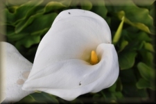 Bloemen